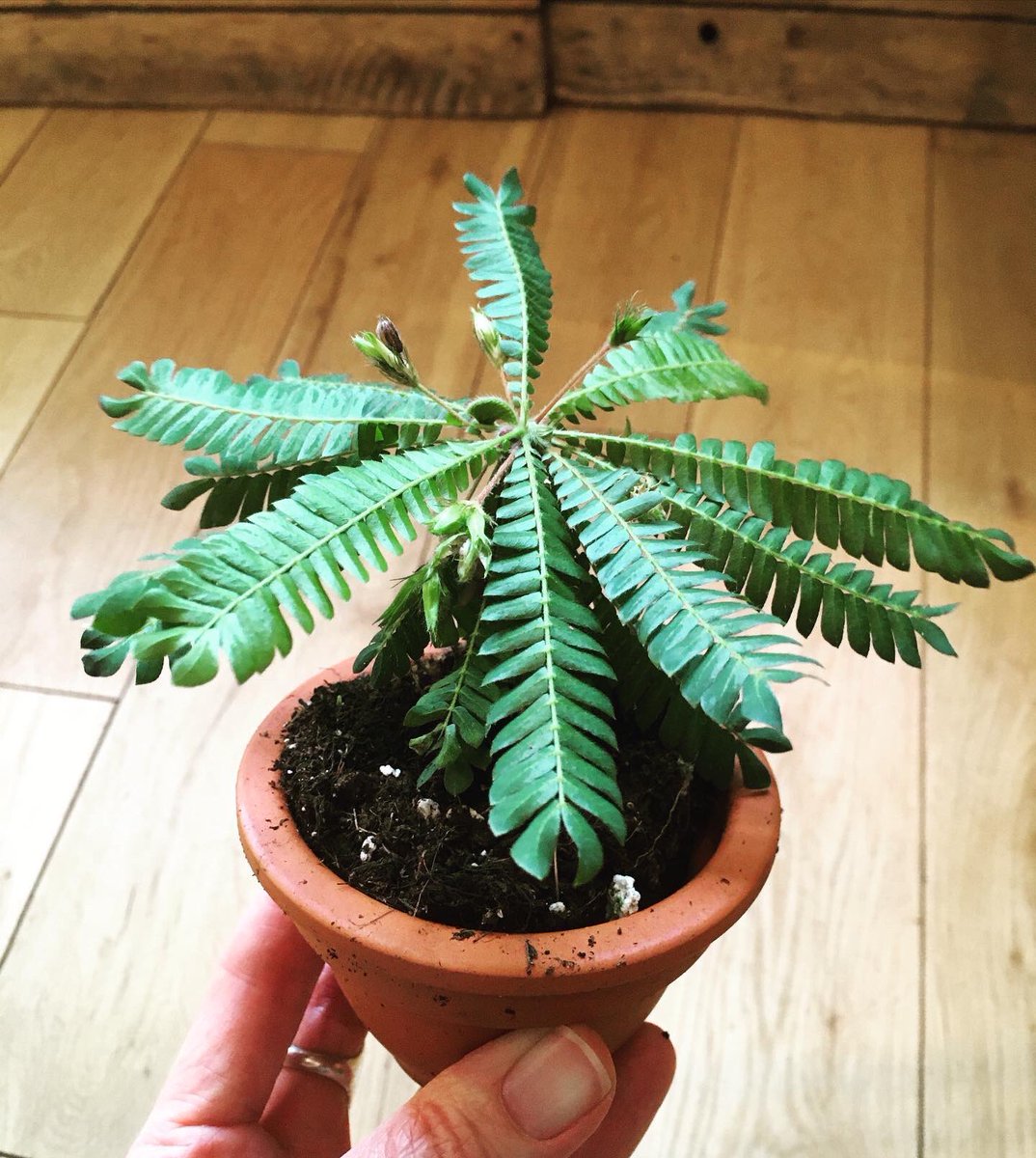 B O T A N I C Biophytum Sensitivum Little Tree Plant This Is A Low Light Dweller That Likes Moist And Humid Conditions Its Leaves Are Sensitive And B O T A N I C Biophytum Sensitivum Little Tree Plant This Is A Low Light Dweller That Likes Moist And Humid Conditions Its Leaves Are Sensitive And