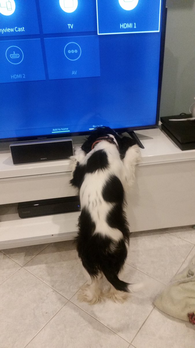 echo_cavalier's tweet image. I know there's a cat behind here somewhere