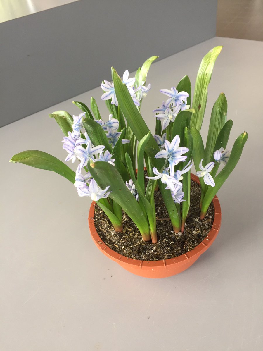 Het fotoverslag van de #KAVBbloemenkeuring van maandag 9 maart staat opde Facebookpagina van de KAVB