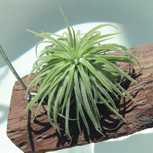 n_enu_7's tweet photo. 実生のロン
#イオナンタロン #イオナンタ #ionantha #ionantharon #ティランジア #チランジア https://t.co/DDC9c5QbQX