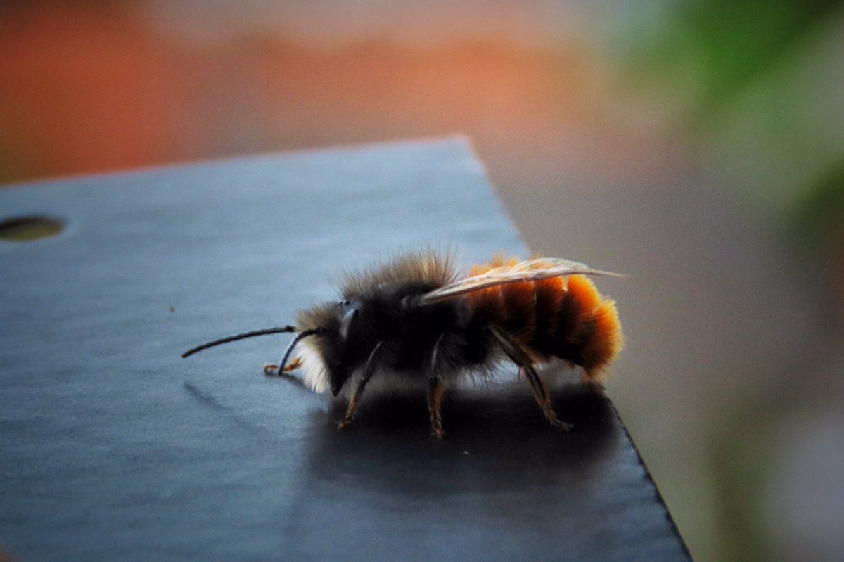 Gehörnte Mauerbiene... der Frühlingsbote 😍
Osmia cornuta
#Wildbiene #savethebees #NaturePhotography #wildlife #Ourworldisworthsaving #bees #nativebee