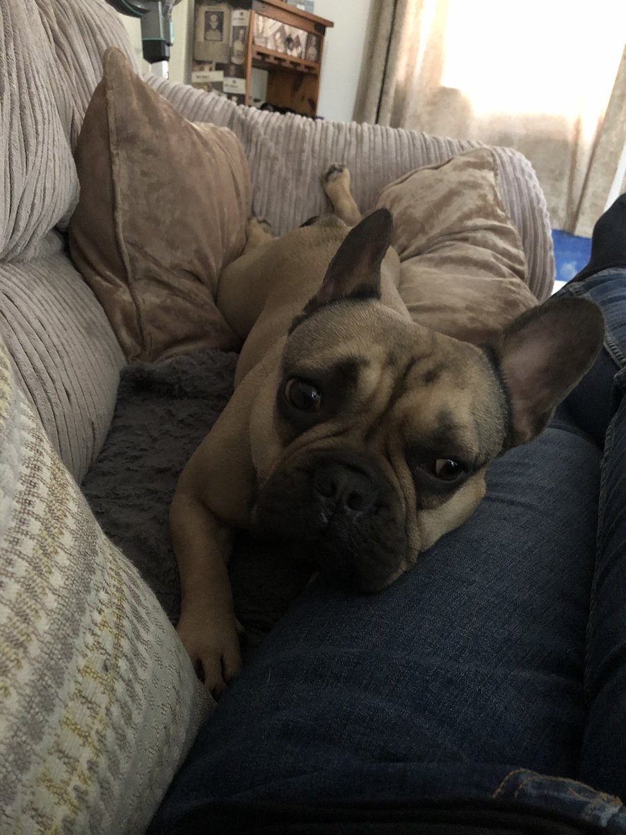 hatter86's tweet photo. How is all my followers dis morning? I plan on sleeping a lot and den maybe chew my bone #dogslife #poochproblems https://t.co/a0BZRaZfEi