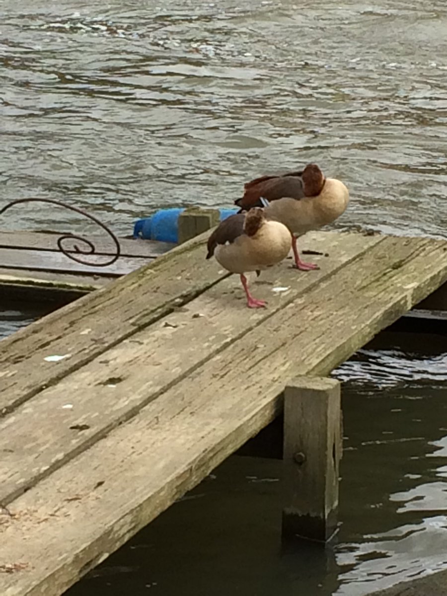 RyeGeography's tweet photo. Egyptian geese 😊 https://t.co/NjcjiUF1j7