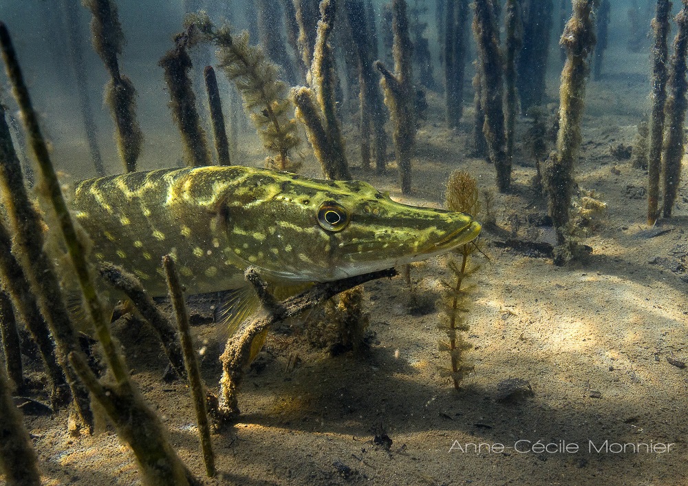 PrixCharlesRitz's tweet photo. Pour découvrir les photographies subaquatiques d'Anne-Cécile Monnier, c'est ici :

https://t.co/8gOgNaFkvt

Un avant-goût : https://t.co/AI6qXejbQj