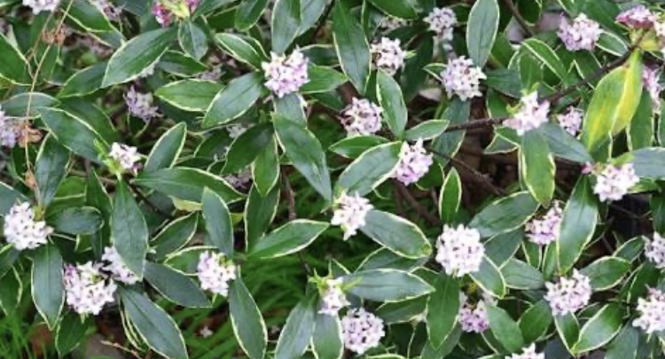 初春の花 Twitter Search Twitter