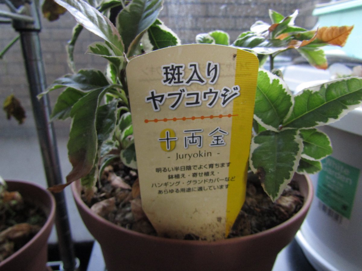 高瀬浩司 奈良メダカ本舗 斑入りヤブコウジ十両金 彡 日陰で育つ植物という事で ヤブコウジを購入しました 日陰になる所に置いていました しかし 約1年ほど経ちますが 花を咲かせません ってことで 日当たりの良い場所に置いてみました 高瀬浩司 奈良メダカ本舗 斑入りヤブコウジ十両金 彡 日陰で育つ植物という事で ヤブコウジを購入しました 日陰になる所に置いていました しかし 約1年ほど経ちますが 花を咲かせません ってことで 日当たりの良い場所に置いてみました