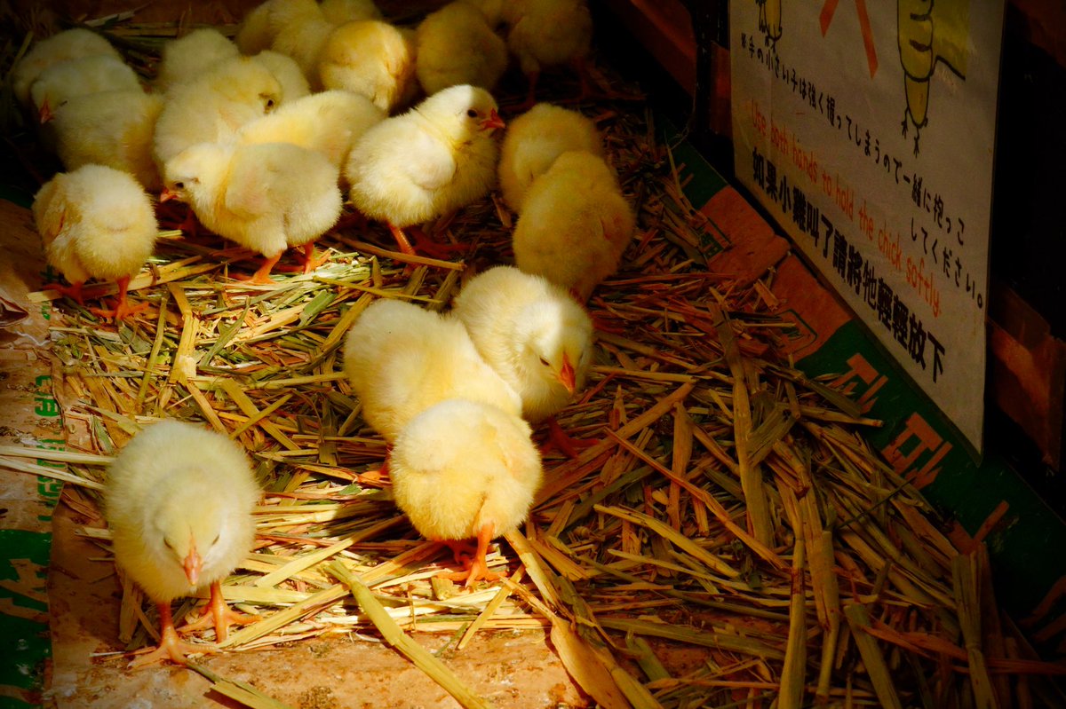 Mirai ひよこ可愛い 沖縄 こどもの国 動物園 ひよこ ヒヨコ ひよ子 可愛い 癒される 鳥 臨時休校 暇な人絡んでください 暇