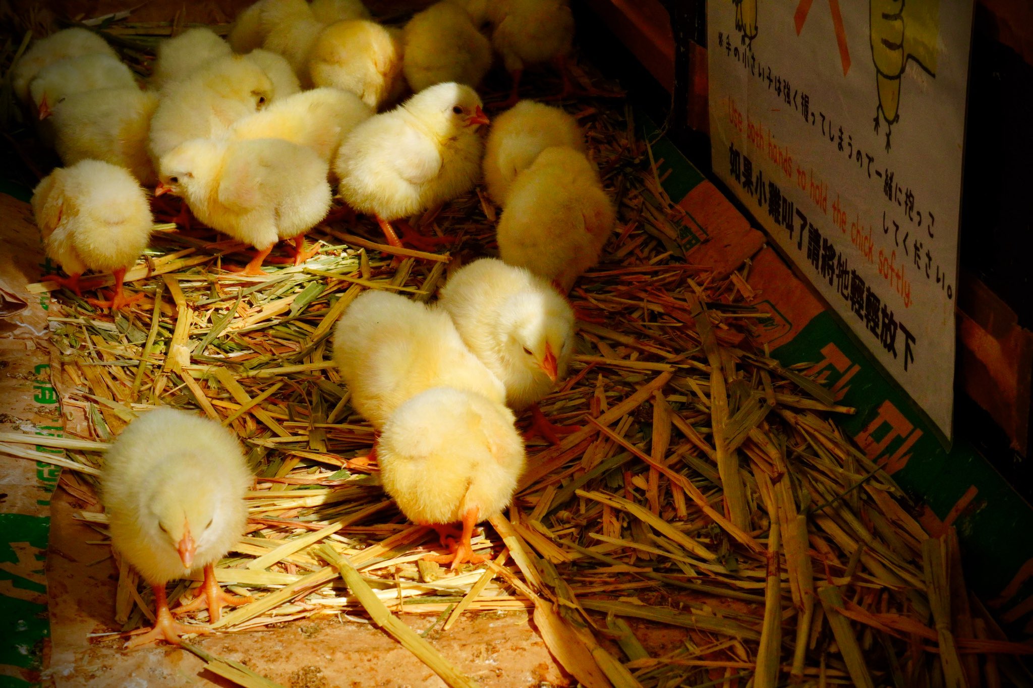 Mirai ひよこ可愛い 沖縄 こどもの国 動物園 ひよこ ヒヨコ ひよ子 可愛い 癒される 鳥 臨時休校 暇な人絡んでください 暇 T Co Mraaqxphpo Twitter