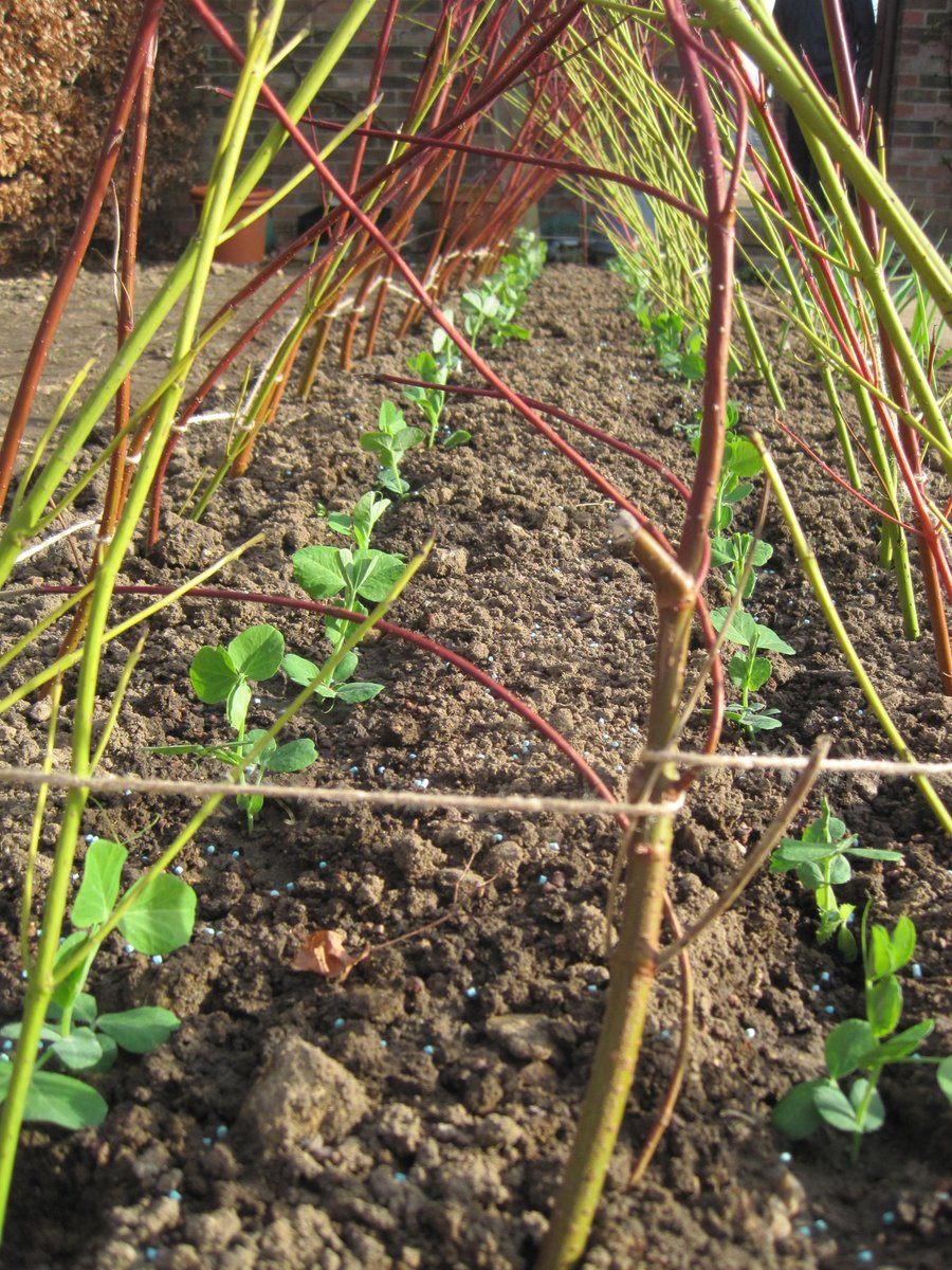 Getting ready to dispatch the first #peatfree #plugplants next week: beetroot, broad beans, peas, cabbage, calabrese, cauliflower, lettuce, rocket. Still time to order~bit.ly/2wPYgDr