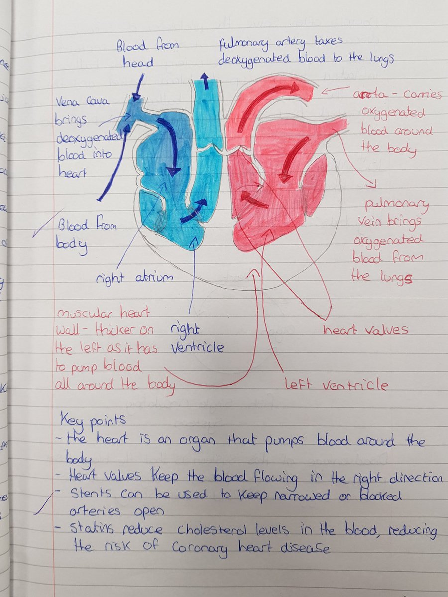 Learners <a href="/MagnaCartaSch/">Magna Carta School</a> have been #busy reviewing male and female reproductive systems, calculating Rf values, @TimSmithCEO @tmcsjanzan conducting #Electrolysis of CuCl2(aq) and reviewing the ❤ @TLatTMCS <a href="/BDB_Science/">BDB Science</a> <a href="/BrightonHillSch/">Brighton Hill Community School</a> #aspire #learn #achieve #scienceweek #Science