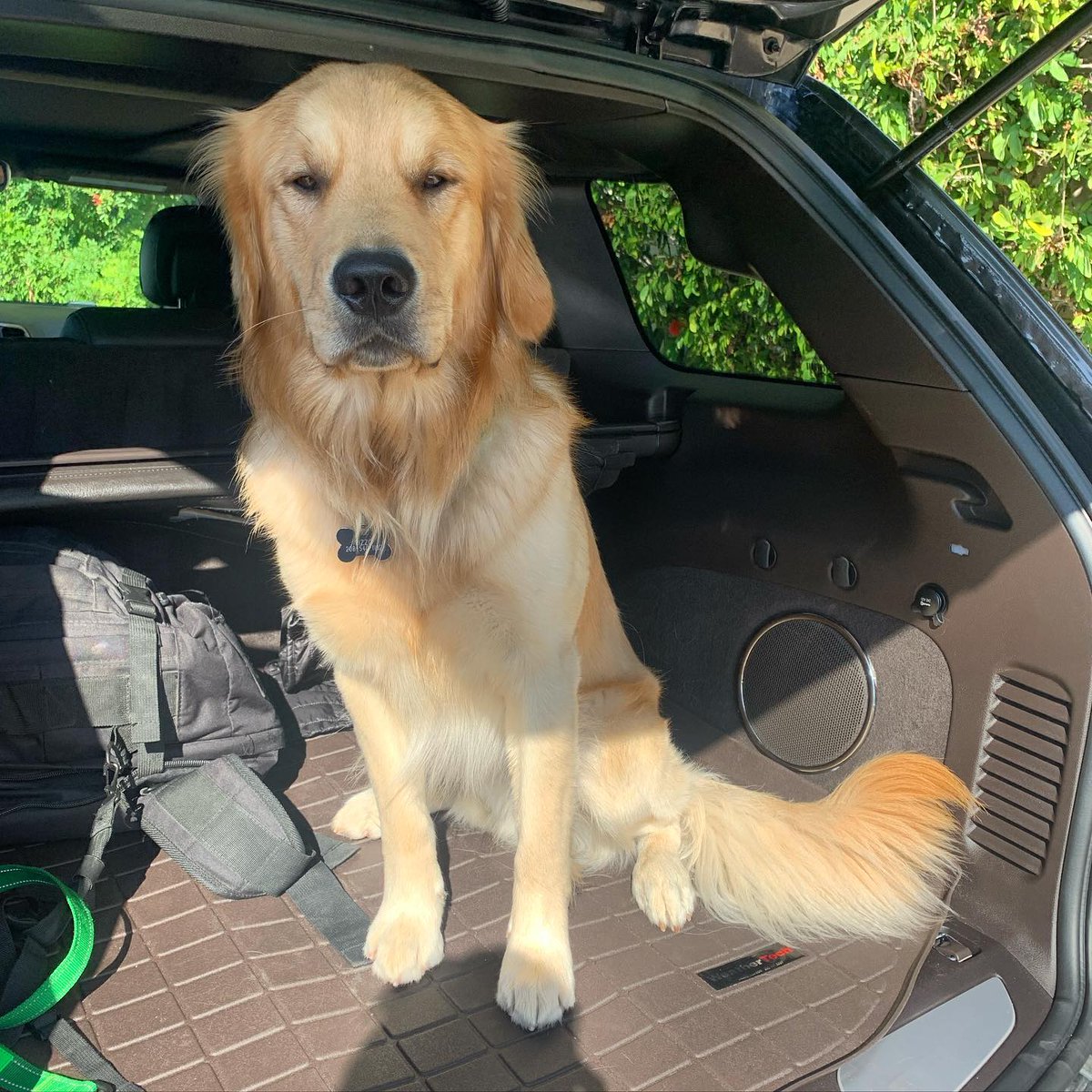 WeatherTechPet's tweet photo. The look you get when he suspects you are going somewhere without him.
#WeatherTechFamily https://t.co/biqJS8s5aJ