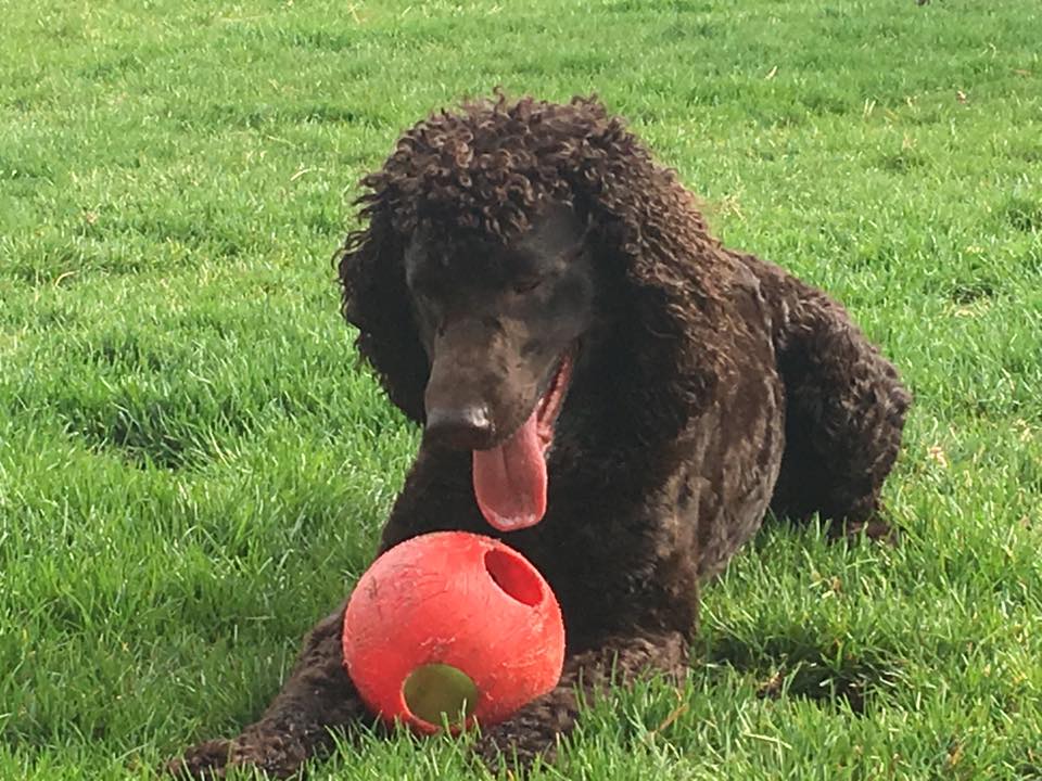 IWSAmerica's tweet photo. Duncan (Muddy Waters Yankee Doodle Dandy) is never too far from his most favorite toy.
Loved by Katie Bluhm
#IrishWaterSpaniel #IWSCA #DogsOfTwitter #Dogs #FavoriteBall #BestDog @DogCelebration @ILoveDogsWin @WeLoveDogsUSA https://t.co/i3fB1QcV4N