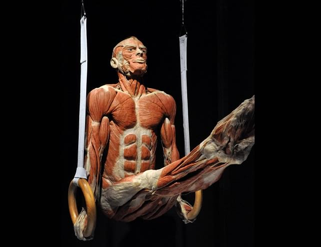 StevenageEsc's tweet photo. A fantastic day out yesterday for our Year 10 students at @BodyWorldsLDN where they were embedding their Biology knowledge.  Then they were treated to a pizza lunch #ScienceWeek2020 #ScienceKnowledge #EmbeddingKnowledge https://t.co/4ni0Wq4XjK