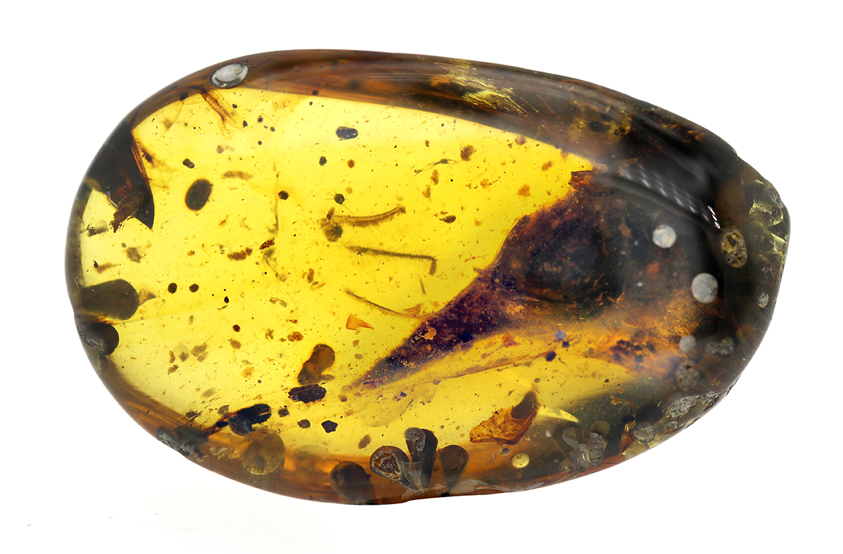 NHMLA's tweet photo. ʙʀᴇᴀᴋɪɴɢ | #NHMLA researchers discovered the smallest dinosaur ever found almost perfectly preserved! Learn more about the 𝘖𝘤𝘶𝘭𝘶𝘥𝘦𝘯𝘵𝘢𝘷𝘪𝘴, plus an exclusive video interview with Dr. Jingmai O’Connor: https://t.co/g8VBJm5iyf https://t.co/aAZvo6PrmD