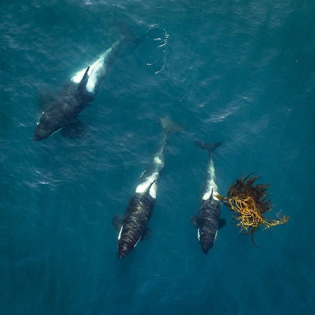 lesitedelorque's tweet photo. From above 👀 ©️Crédits : @justinhofman 📸 🌊 🐬 🐋 
#orque #killerwhale #orca #whale #dolphin #dauphin #baleine #wearetheorca #whalewatching #dauphins #orques #baleines  #wildlifephotography #photoanimaliere #orcas #whales #killerwhales #orche https://t.co/yll9Suui4p https://t.co/h7wBGQNRUO