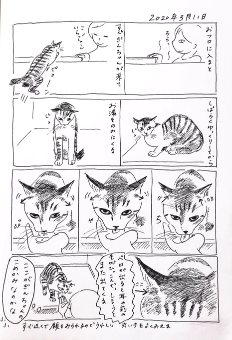 2020/3/11のぎんちゃん  #今日のぎんちゃん 