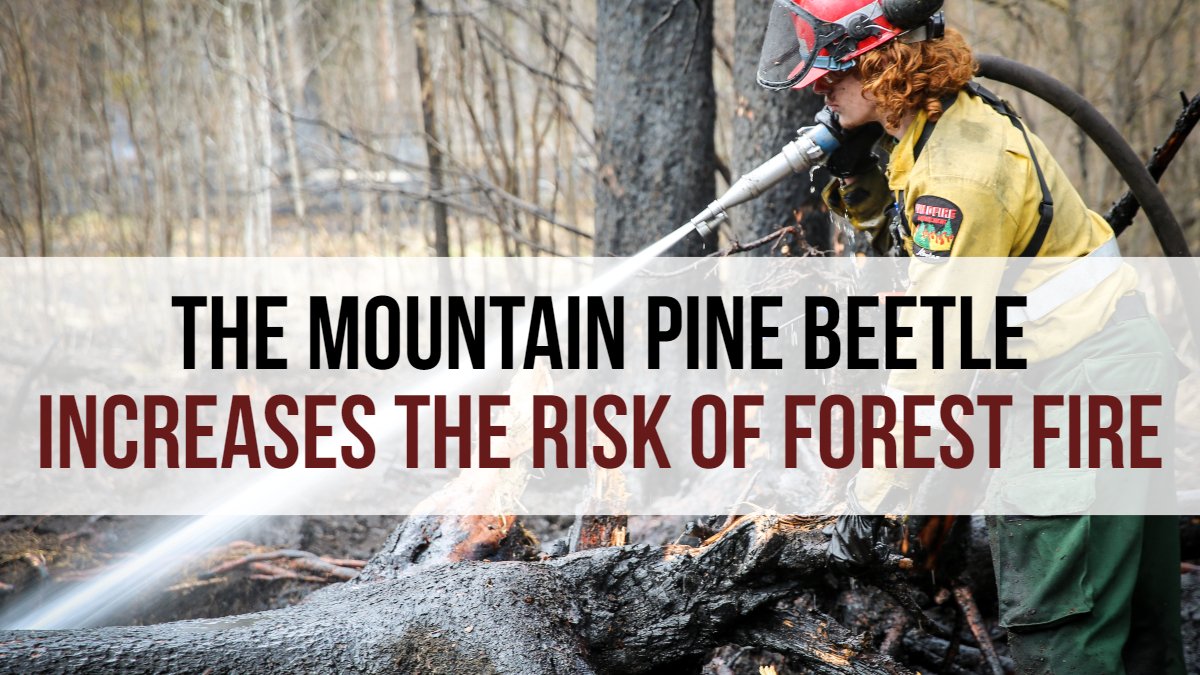 albertaforests's tweet photo. DYK: a mpb infestation leads to an increased risk of forest 🔥? A curtain of red, dead trees across our boreal is more than an indication of a pine beetle attack; it's a threat to our landscape, our communities & our wildlife. Dead, dry 🌲 are a 🔥 hazard. #PartnersAgainstMPB https://t.co/AsXqYYUDbU