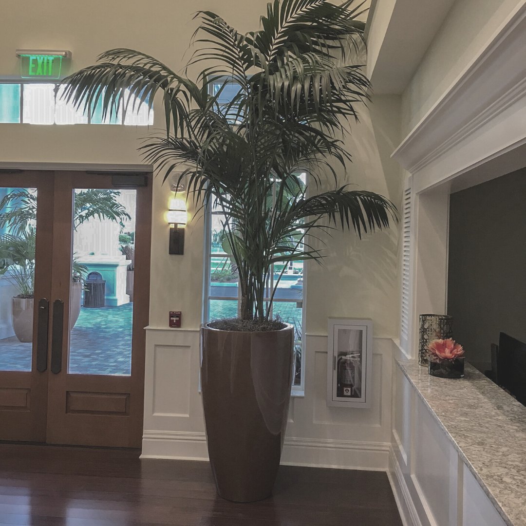 We are often asked about planting trees in our fiberglass planters. The short answer: They’re a match made in heaven!