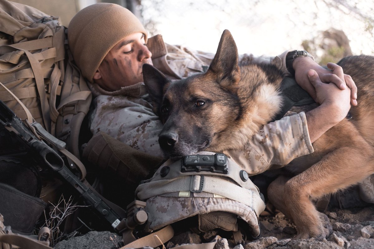 Today we celebrate #NationalK9VeteransDay and recognize the contributions of #MilitaryWorkingDogs throughout our country's history. #KnowYourMil
