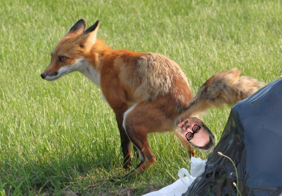 Fox example. Какающий Лис. Лиса какает. Лисичка какает. Лиса испражняется.