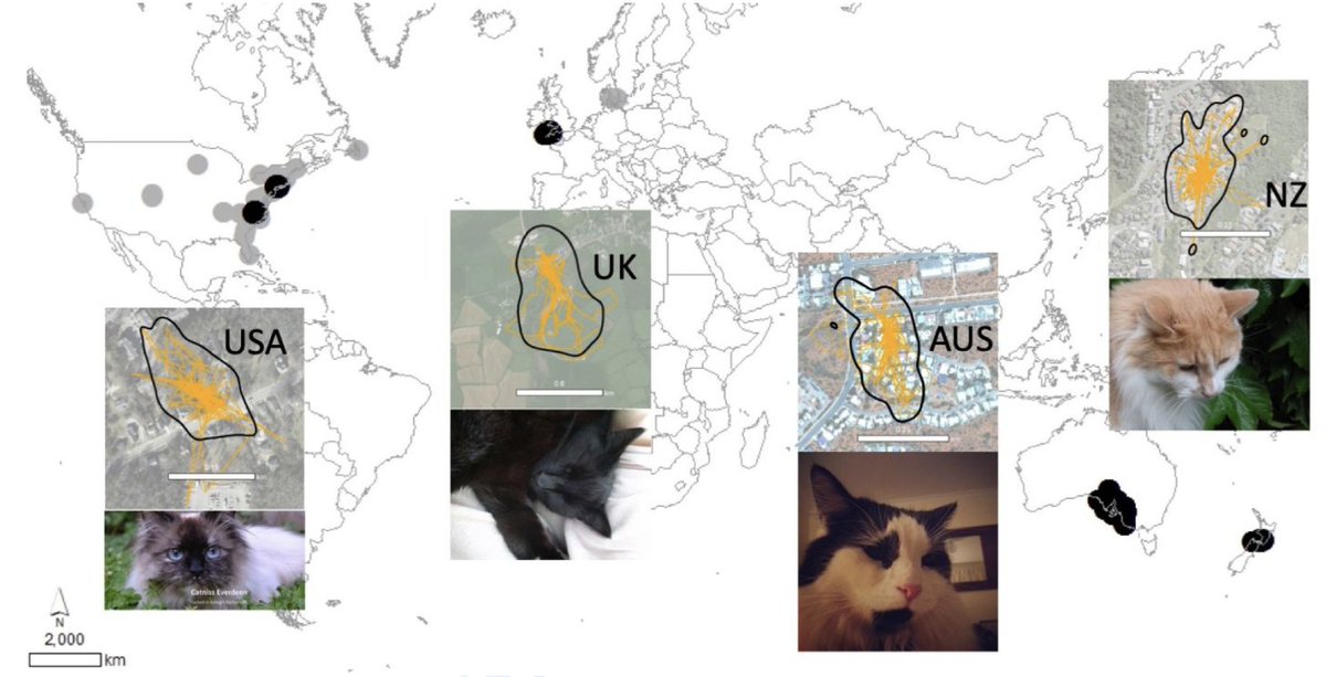 RolandKays's tweet photo. We worked with #citizenscience internationally, using GPS units to track 925 cats in 6 countries. @philiproetman and his team tracked 440 in Australia, Heidy Kikillus &amp; co tagged 230 in New Zealand, Jenni McDonald mapped 101 cats in the UK https://t.co/gtJ8Ikl6YL