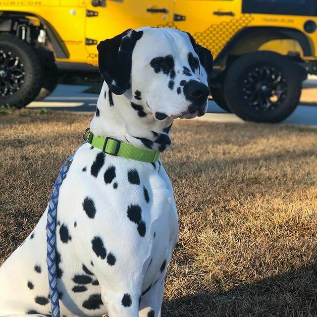 @jeepindogs tweet media