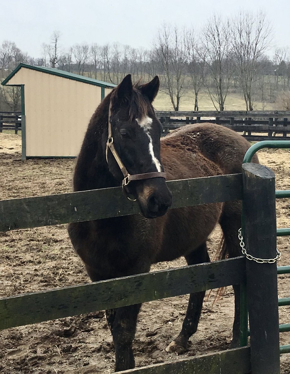 NTRA's tweet image. Our deepest condolences go out to ⁦@Oldfriendsfarm⁩ on the loss of champion War Emblem. He was one of a kind on and off the track. Rest easy. 💔
