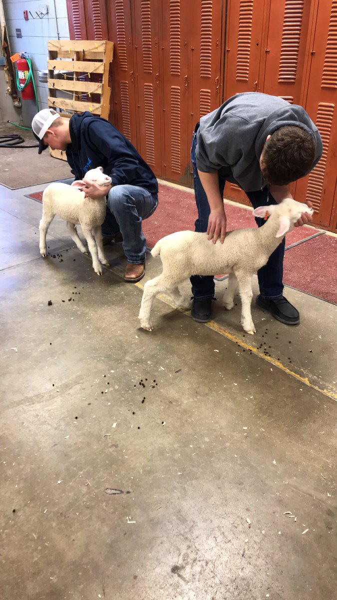 ffa_lemars's tweet photo. We love hands-on learning opportunities in the Ag Room! Vaccinating calves and pigs today to ensure optimal health and well-being. Future generations of agriculturalists in the making! https://t.co/YnoROFdXhZ