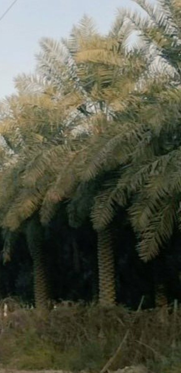 النخلة:

تبختري في فصولِ الوقت سيِّدةً
حمَّالةَ الخِصبِ خضراء (المشاويرِ)

فداءُ طُولِكِ في علياءِ عزّتِهِ
عُمْرٌ يطول كأعمار الأساطيرِ

خُضْرُ الجدائل لم تبرحْ تُـمَشِّطُها
يدُ الشموس بأمشاطٍ من النُّورِ

نعودُ عنكِ متى عُدنا، وحسرتُنا
كـحَسْـرَةِ الطفلِ محروقَ العصافيرِ