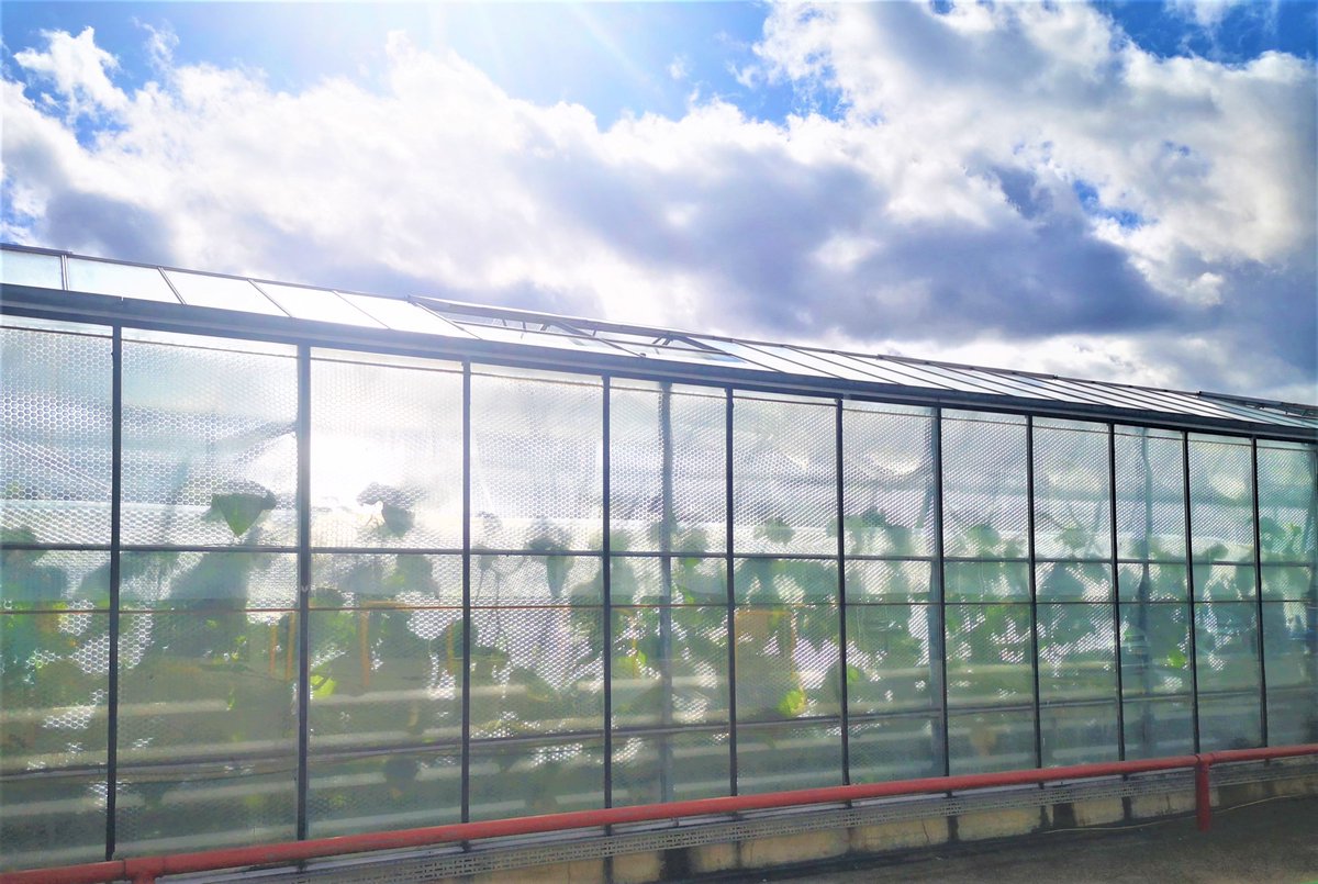 SmallfordFShop's tweet photo. It makes us happy here at Smallford to see our greenhouses in the warmth and light of the spring sun. #freshcucumbers #SmallfordFarmShop #StAlbans #freshproduce #sustainability #nofoodmiles #farmshop https://t.co/cRT8eT1zFj