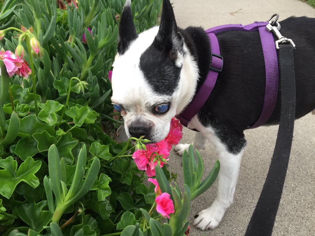 Pretty flowers on our walk today #bostonterrier #dogsoftwitter #stopandsmelltheflowers