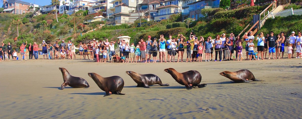 SAFE60378763's tweet photo. People need to know about what is happening to these animals they are being hurt. Plastic consumers need to know about the harm they can cause marine mammals, if we cut up out plastic bags, for example, we can lessen the chance of marine mammals being entangled. https://t.co/oF738xI99I