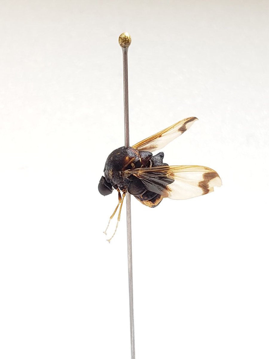 CBGCollections's tweet photo. Check out this small-headed fly (family #Acroceridae) that we found in one of our #Costarican malaise traps! Larvae in this family are parasitoids, developing inside the bodies of spiders! #IlluminateBiodiversity #BIOSCAN #biodiversity #diptera #fly #entomology https://t.co/gVwgk9Ntq0