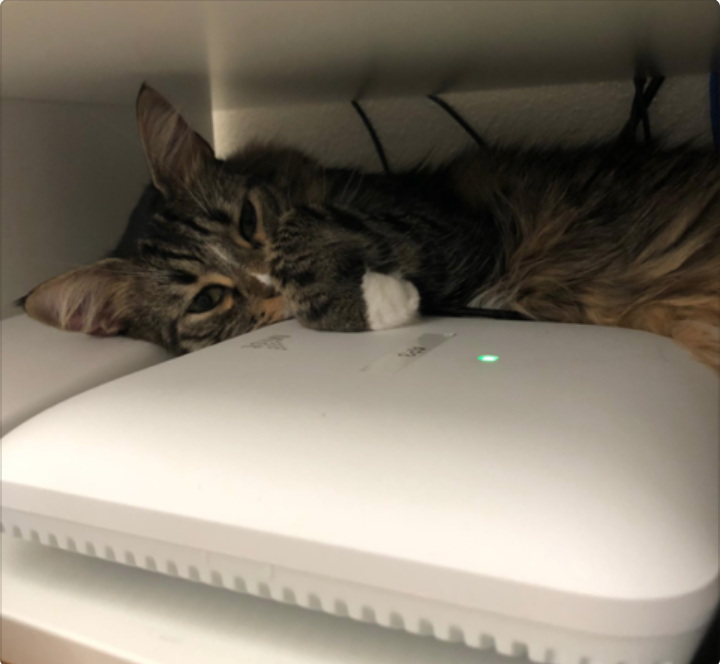 rovinguser's tweet photo. #CatWi-Fi : @WifiNigel started it, now @NoLANWiFi follows suit : Who is next ? #CatWi-Fi https://t.co/syB3qXElh8
