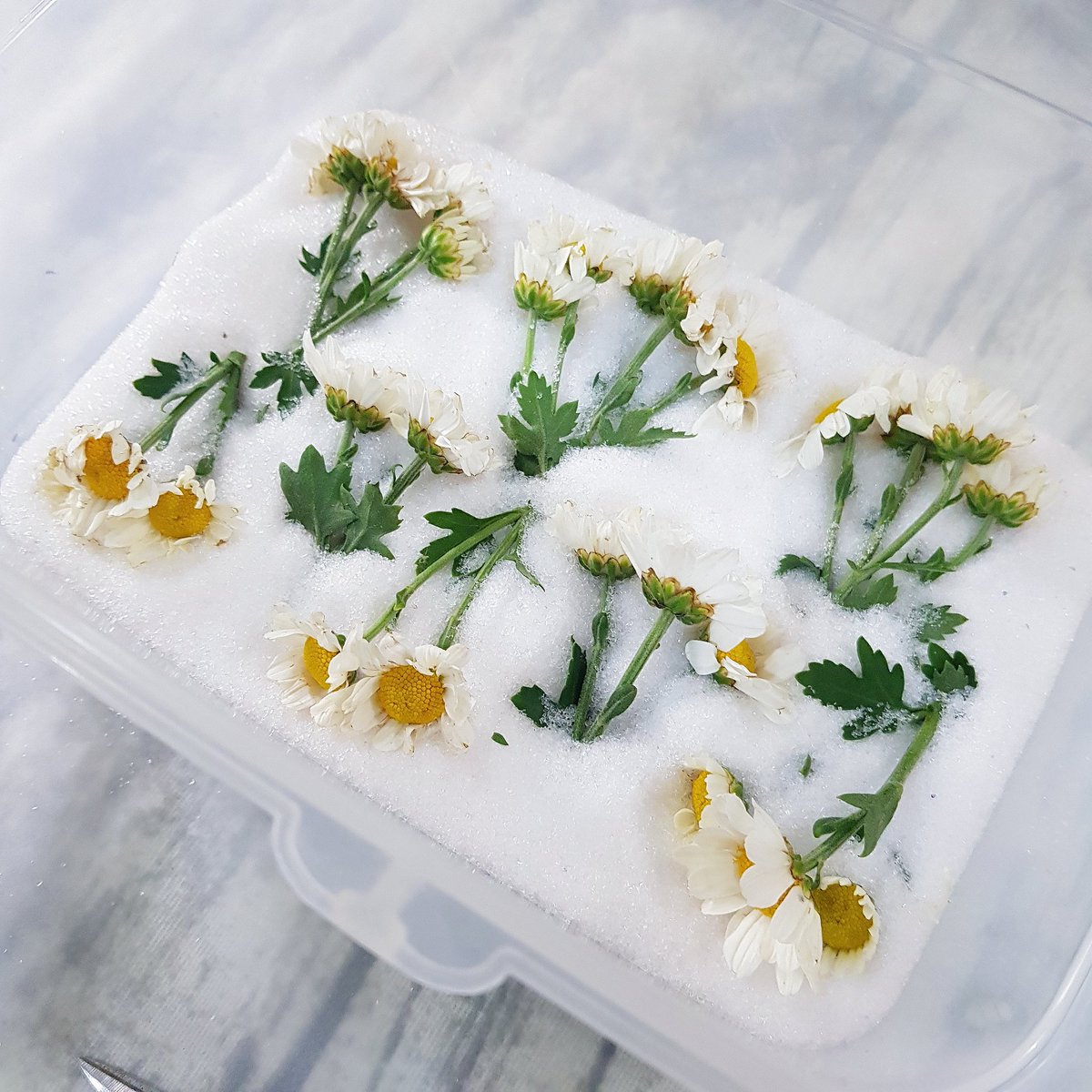Shizen.Handmade 🌻 tweet media
