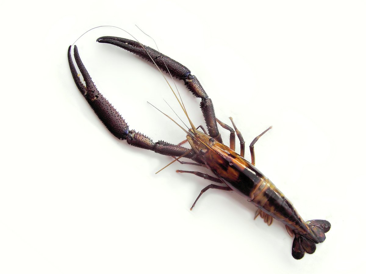 EmbamexEUA's tweet photo. #DidYouKnow about #Acamaya?
It’s a bluish crustacean that lives in the rivers that flow into the Gulf of Mexico and is considered a🍴delicacy.
Its robust complexion could be described as the combination between a shrimp 🦐 and a lobster 🦞
👇🏽
https://t.co/w7lZCpwNtL https://t.co/WAjLix6yiI