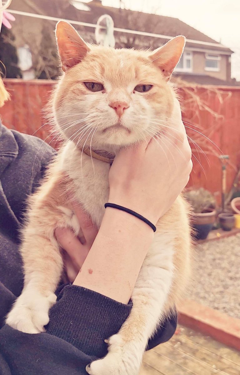 💕Boo and 💙Teaser awaiting adoption 

facebook.com/49376600738892…