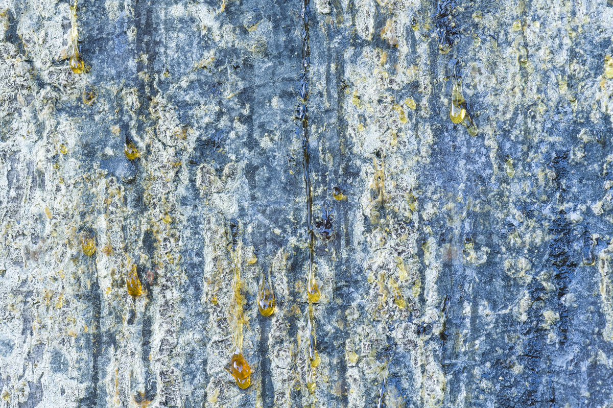 CUBotanicGarden's tweet photo. Check out three of our favourite recent tree photos taken right here in the Garden. If you’d like to learn more about our trees, we have a free ‘Trees of the Botanic Garden trail’ waiting for you at our ticket offices. Tree-mendous! #trees #treetrail #thingstodoincambridge #cubg https://t.co/hrmCYMSpDN
