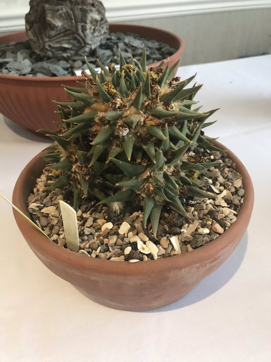 Some old #cacti at a recent <a href="/CactusSucculent/">British Cactus and Succulent Society</a> Branch auction. It’s wonderful that new owners will continue to look after these stately specimens
#succulents