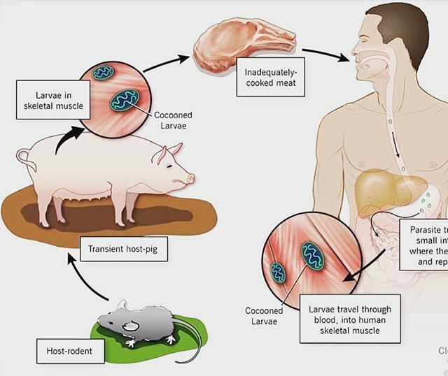 R_Isaacjr's tweet photo. Follow @the_united_fitness_squad_tufs for nutrition, exercises and health tips ——————- ————————
Better leave that 🐷alone.
Rodents and Swine Diseases
Rodents and other wildlife can play an important role in the transmission of swine diseases, although the occurrence of such d… https://t.co/YCzH4j2GGS