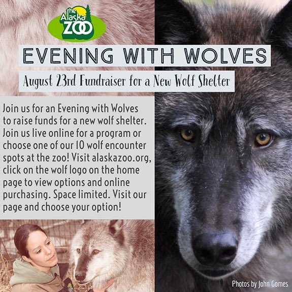 U10434251's tweet photo. Join us at Alaska zoo on the 23rd August to come and see these special creatures, spend the evening and have some fun whilst raising money for a good cause. These funds will help us to build a new shelter for these wolves stopping them from being killed. https://t.co/EOGYqBz40j