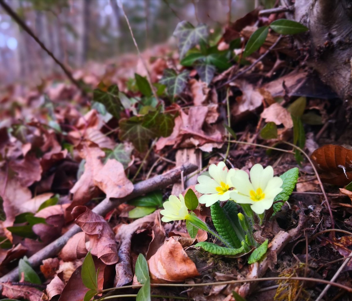 Another lovely day...and thanks to God, I've got enough time for a longer #walk today. And guess what? No #coronavirus in the woods 😉!

(my photo)

#Nature #COVID19