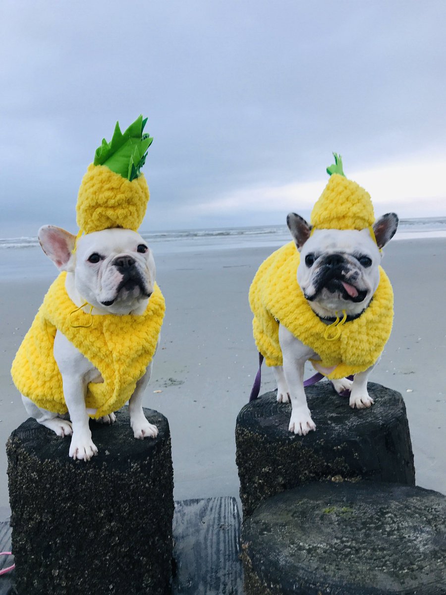 Be a pineapple: stand tall, wear a crown, and be sweet on the inside.
Don’t forget to vote for Luna Bean (pictured here with Emmy Rose, her BIGGEST cheerleader) in the Crown Dog of Charleston contest! Link in bio or type https://t.co/5WGlvgyZQI
#crowndogofcharleston https://t.co/zaXaIa1IJv
