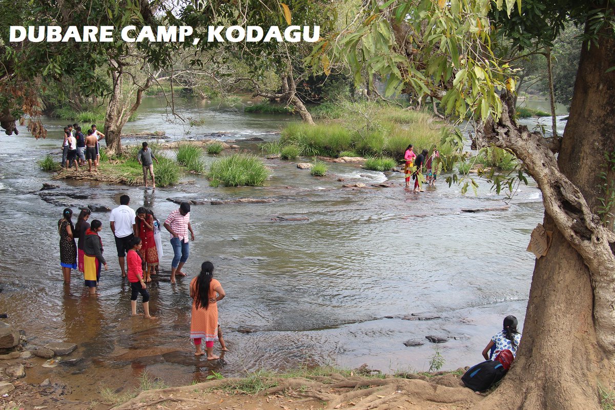 coorgisback's tweet photo. Chilled weather, cool breez, wet land, Lush green landscape, Misty Morning with Happy and safe visitors kodagu.

#Coorg #Kodagu #glory #lovable #safe #Coorgissafe #nature #adventure #waterfalls #wildlife #coffee #animals #wildanimals #forest #trekking #mountain https://t.co/zuhq3ksbXP