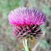 KSAgrAbility's tweet photo. The Musk thistle was first reported in Kansas in 1932. Today this thistle infests about 900,000 acers in Kansas, talk about invasive.
They are starting to emerge now, follow the link to learn how to control them.
https://t.co/YngRN4edVN
#muskthistle @KStateAgron https://t.co/EO8FR9E88w