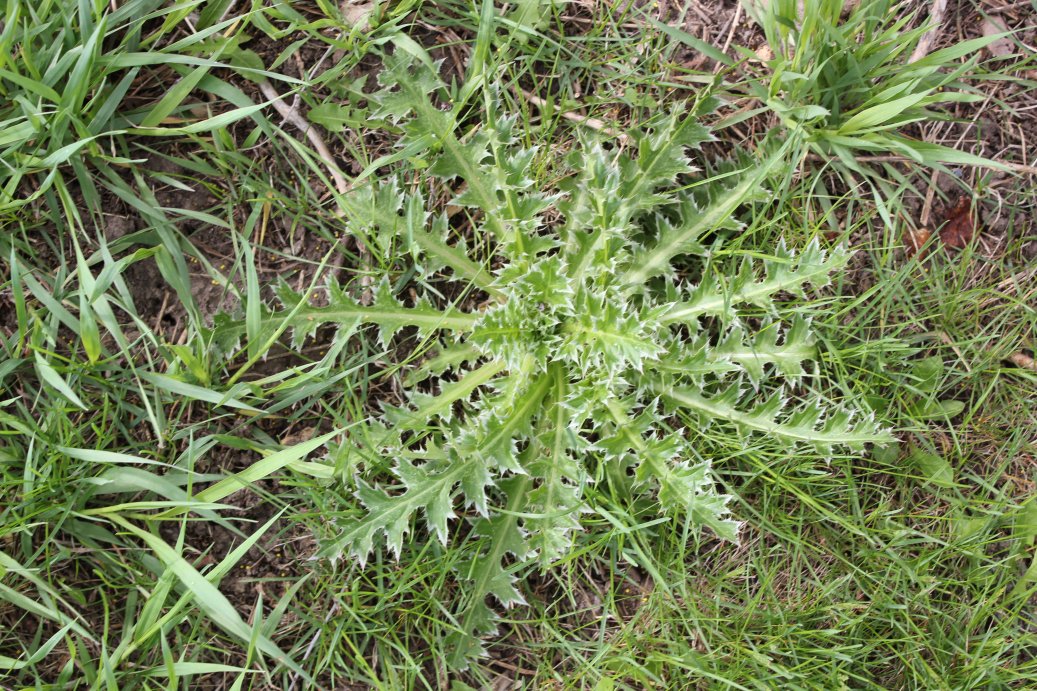 KSAgrAbility's tweet photo. The Musk thistle was first reported in Kansas in 1932. Today this thistle infests about 900,000 acers in Kansas, talk about invasive.
They are starting to emerge now, follow the link to learn how to control them.
https://t.co/YngRN4edVN
#muskthistle @KStateAgron https://t.co/EO8FR9E88w