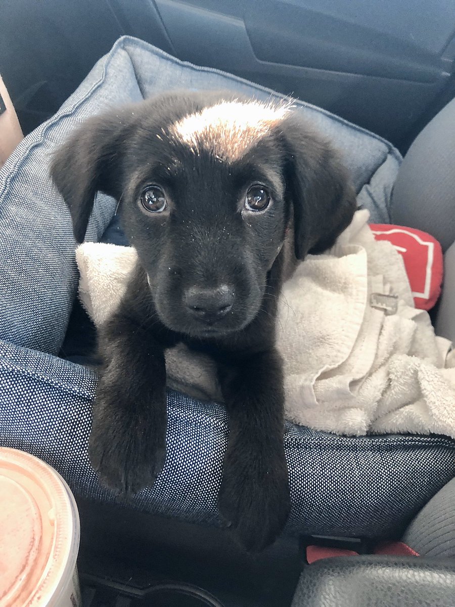 jaynelzz's tweet photo. Hi @dog_rates! I supposedly adopted a puppy but I’m beginning to think I adopted a stuffed animal instead. His name is Kemba and I need help determining whether he’s real or not. https://t.co/57dO1UfZON