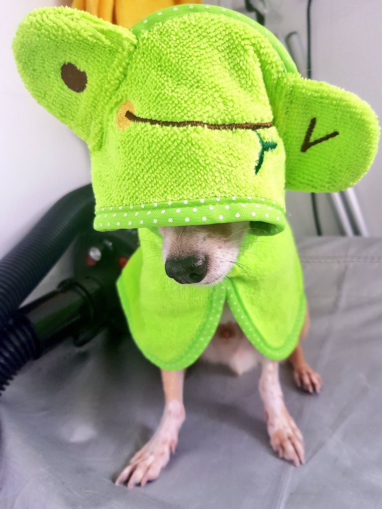EarKurt's tweet photo. Peek-A-Boo! https://t.co/P63AeU0H4u