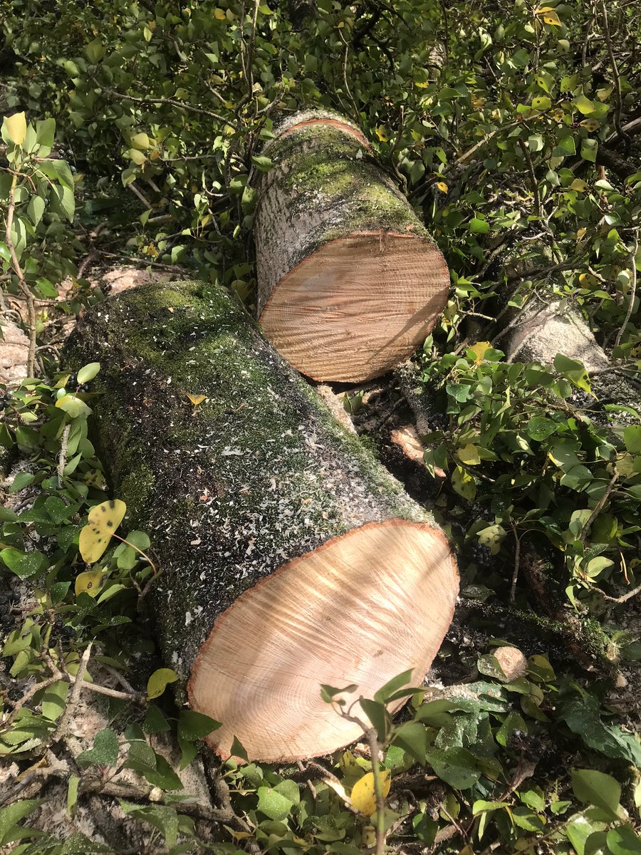 AxomanDesign's tweet photo. A couple more ash log tables underway...in the sunshine!
#logtable #sustainablewood #woodlandworking https://t.co/N7yZ6gdyeg