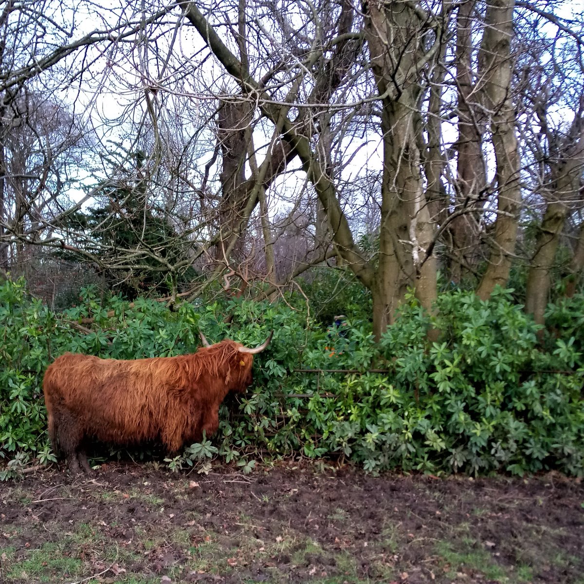 Nobody moove!
One of the many elusive species of the magnificent Scottish wildlife can occasionally be spotted not-so-quietly moving through the woodlands.. Here we catch but a glimpse of a female ecologist, making her way through a rhododendron thicket..
#surveys #ecology #coo